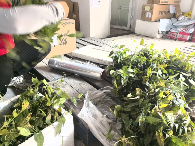 金果榄苗地苦胆苗驯化苗金果榄种籽地苦胆种植苗