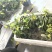 金果榄苗地苦胆苗驯化苗金果榄种籽地苦胆种植苗