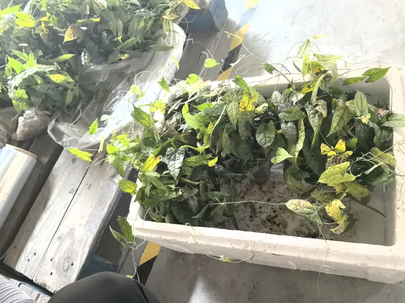 金果榄苗地苦胆苗驯化苗金果榄种籽地苦胆种植苗