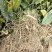 金果榄苗地苦胆苗驯化苗金果榄种籽地苦胆种植苗