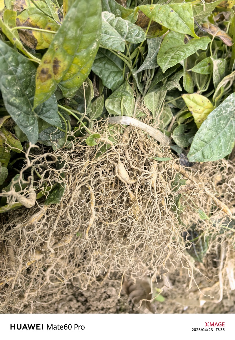 金果榄苗地苦胆苗驯化苗金果榄种籽地苦胆种植苗