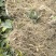 金果榄苗地苦胆苗驯化苗金果榄种籽地苦胆种植苗