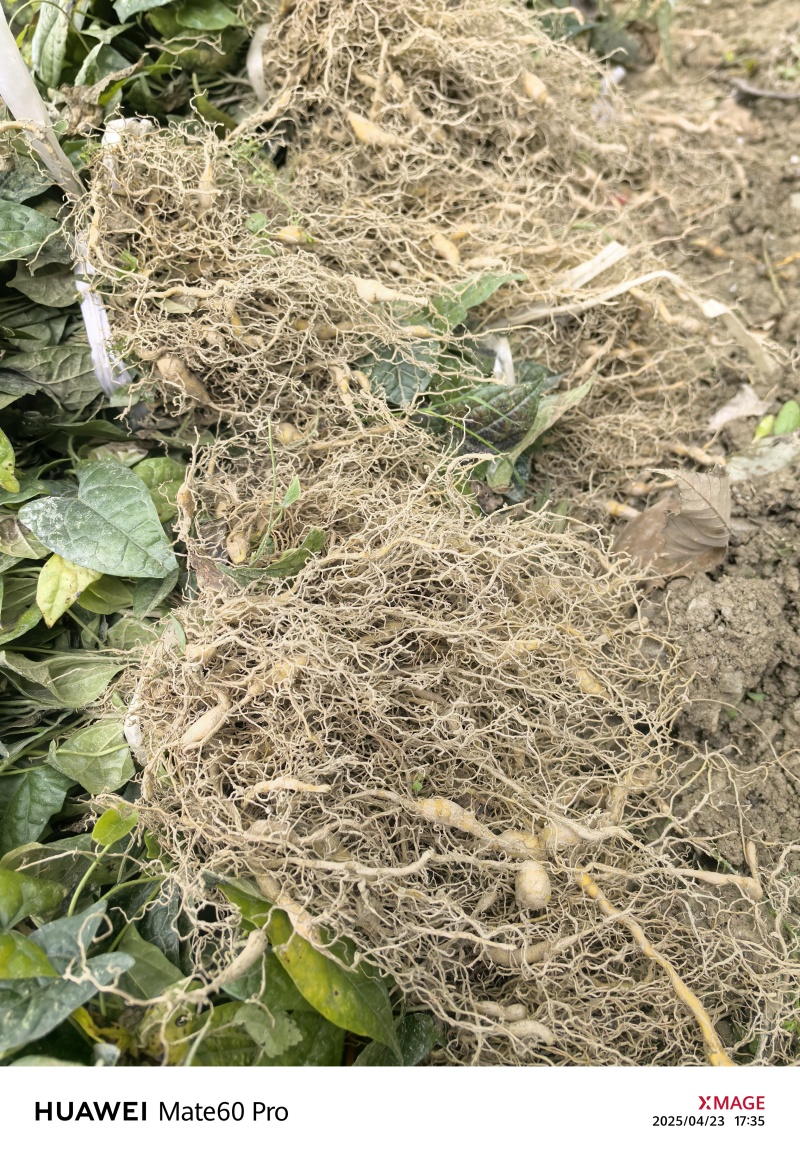金果榄苗地苦胆苗驯化苗金果榄种籽地苦胆种植苗