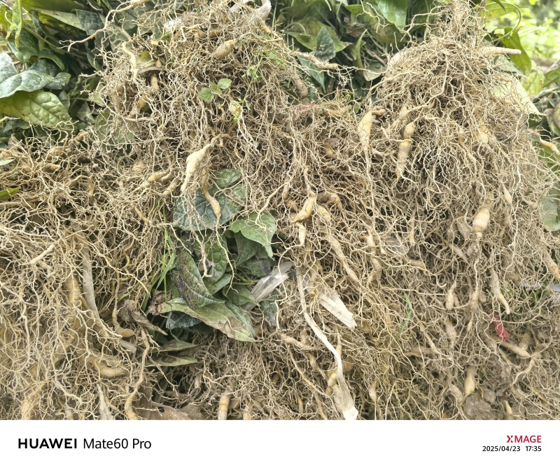 金果榄苗地苦胆苗驯化苗金果榄种籽地苦胆种植苗