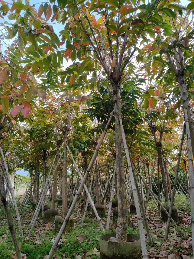 大叶紫薇3分～20分规格齐全量大从优电话联系