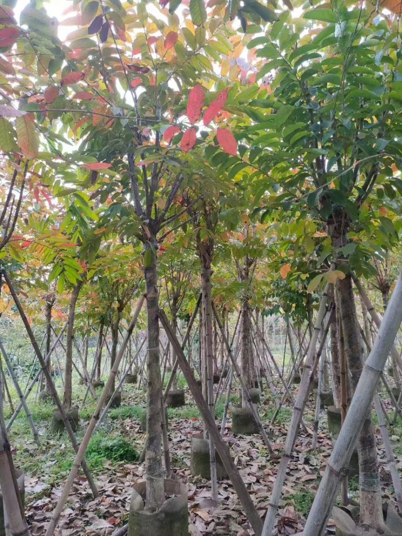 大叶紫薇3分～20分规格齐全量大从优电话联系