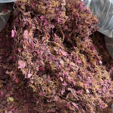 正宗纯野生风柜斗草风鼓草干品，产地直发，批发零售！