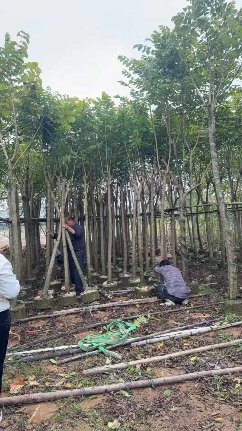 火焰木3分～20分规格齐全量大优惠电话联系