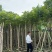 火焰木3分～20分规格齐全量大优惠电话联系