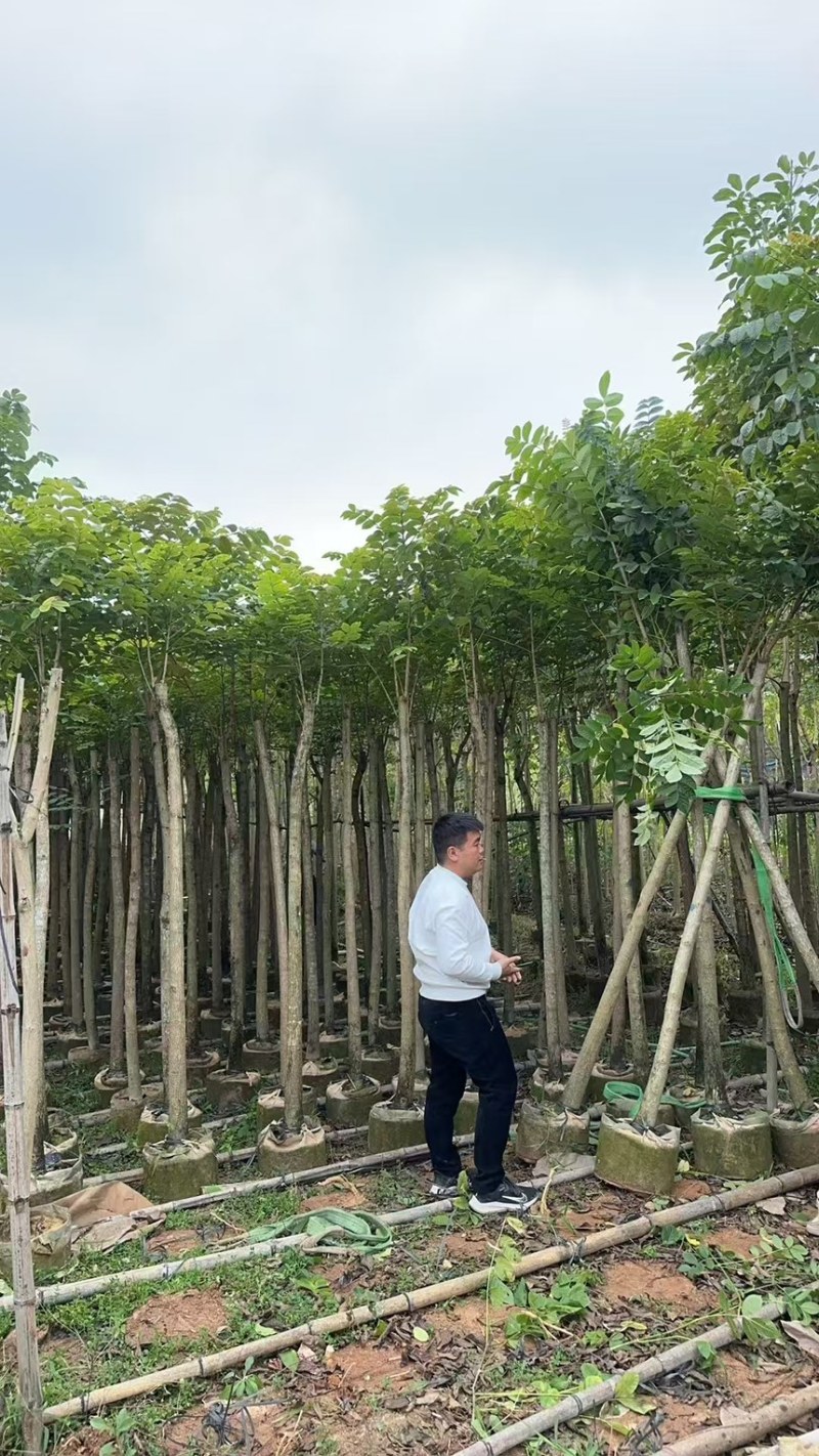 火焰木3分～20分规格齐全量大优惠电话联系
