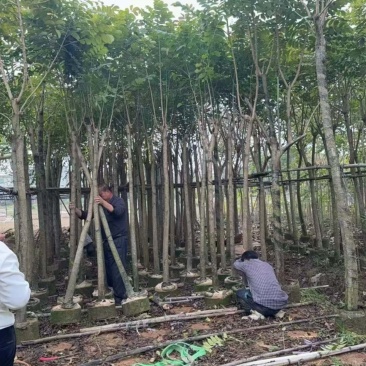 火焰木3分～20分规格齐全量大优惠电话联系