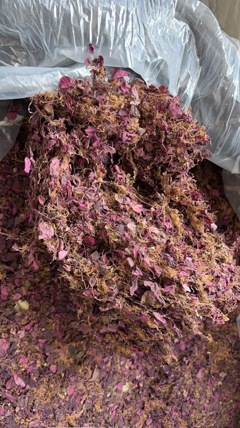 正宗纯野生风柜斗草风鼓草干品，产地直发，批发零售！