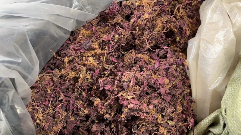 正宗纯野生风柜斗草风鼓草干品，产地直发，批发零售！