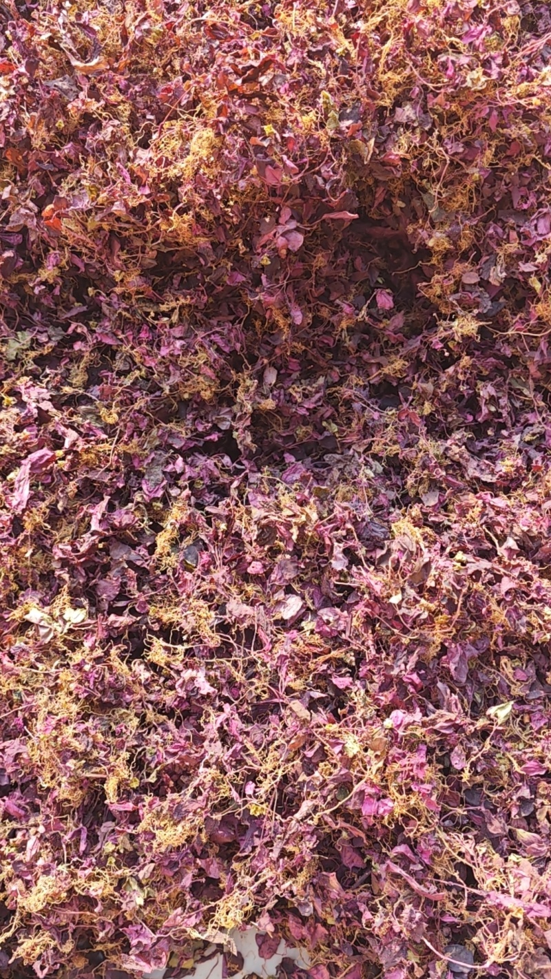 正宗纯野生风柜斗草风鼓草干品，产地直发，批发零售！