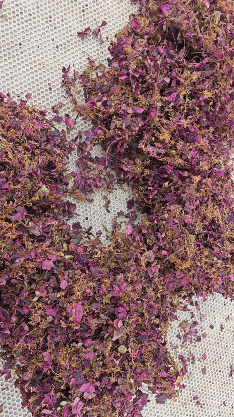 正宗纯野生风柜斗草风鼓草干品，产地直发，批发零售！