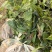 基地直销金果榄苗地苦胆苗驯化苗金果榄种籽地苦胆种植苗