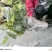 基地直销金果榄苗地苦胆苗驯化苗金果榄种籽地苦胆种植苗