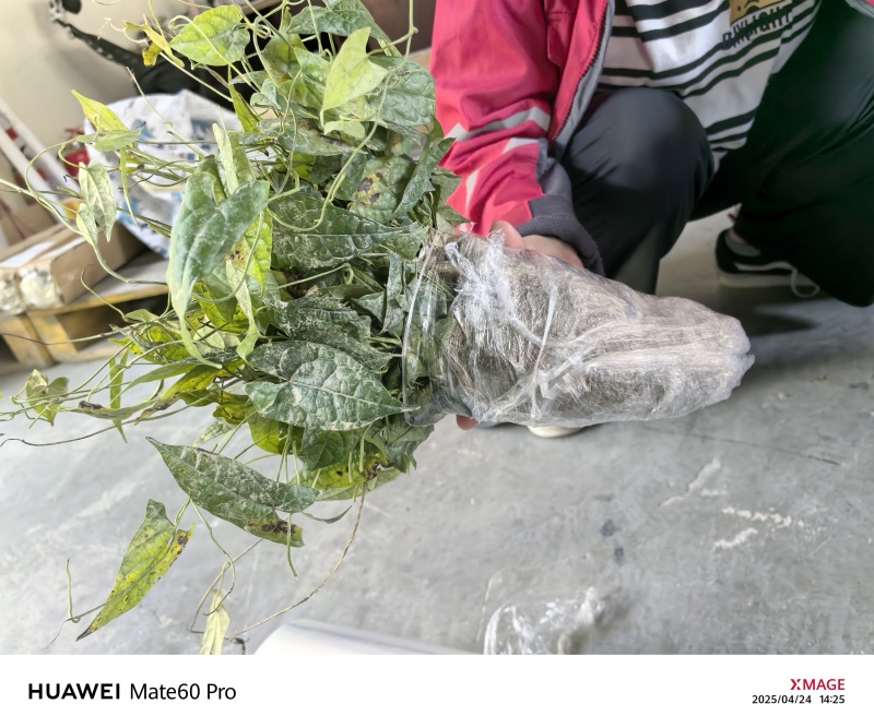 基地直销金果榄苗地苦胆苗驯化苗金果榄种籽地苦胆种植苗