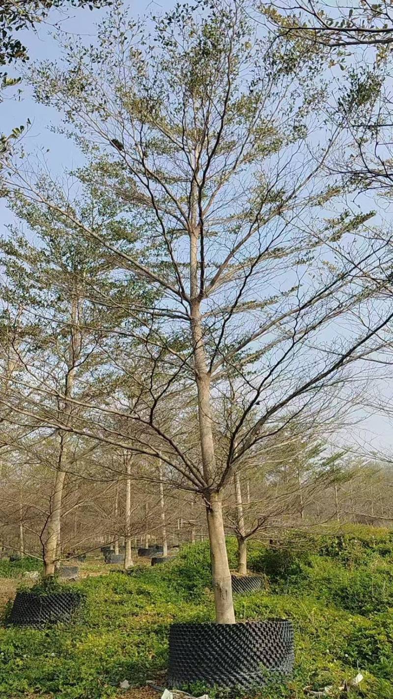 小叶榄仁5分～20分价格实惠定货电话联系
