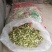 精品深山槐花