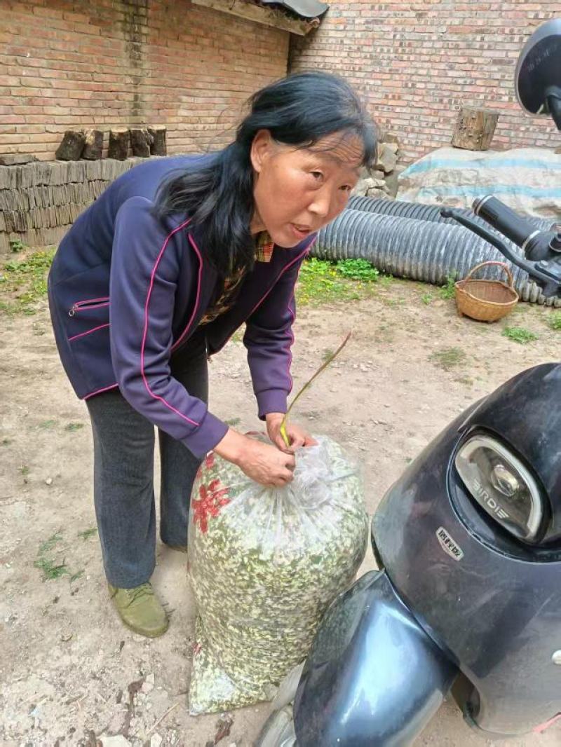 精品深山槐花