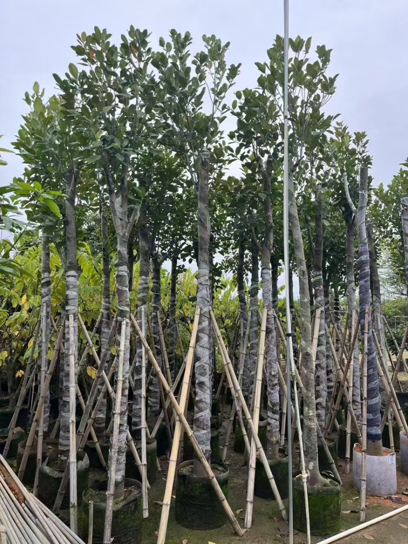 苗木菠萝蜜5分20分