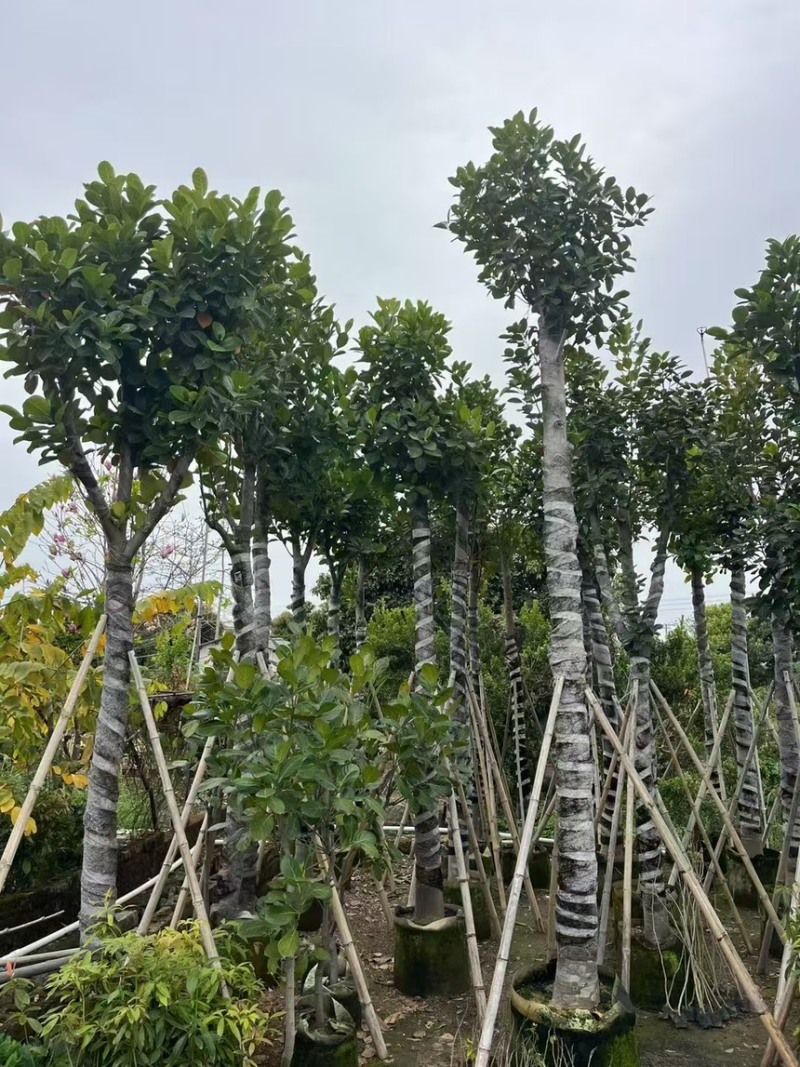 苗木菠萝蜜5分20分