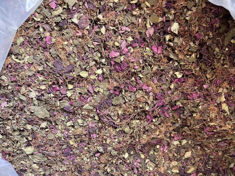 正宗纯野生风柜斗草风鼓草干品，产地直发，批发零售！