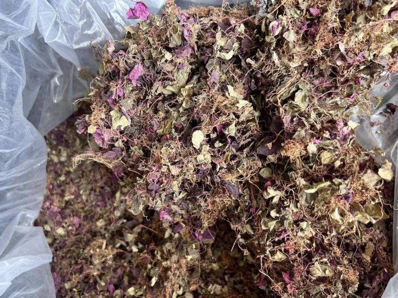 正宗纯野生风柜斗草风鼓草干品，产地直发，批发零售！