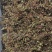 正宗纯野生风柜斗草风鼓草干品，产地直发，批发零售！