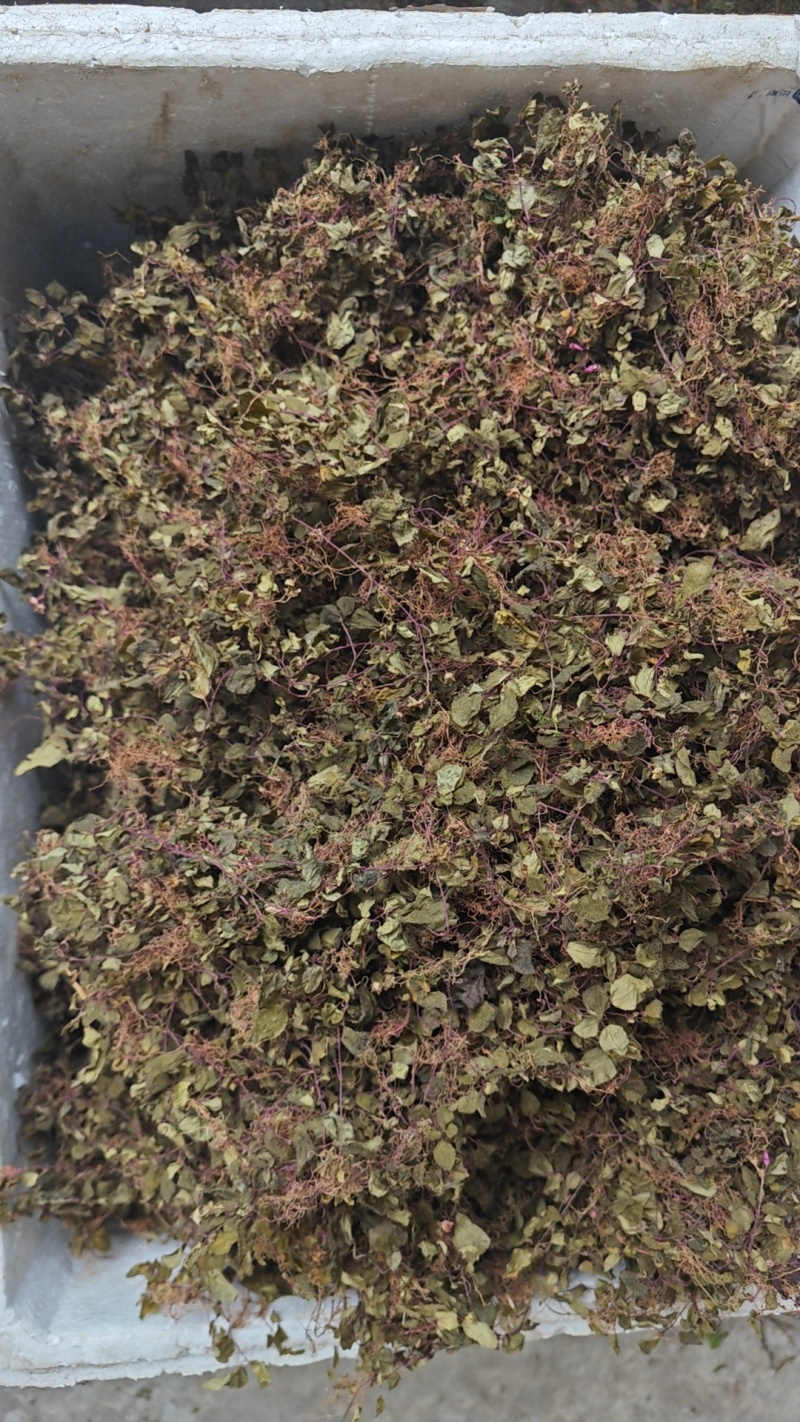 正宗纯野生风柜斗草风鼓草干品，产地直发，批发零售！