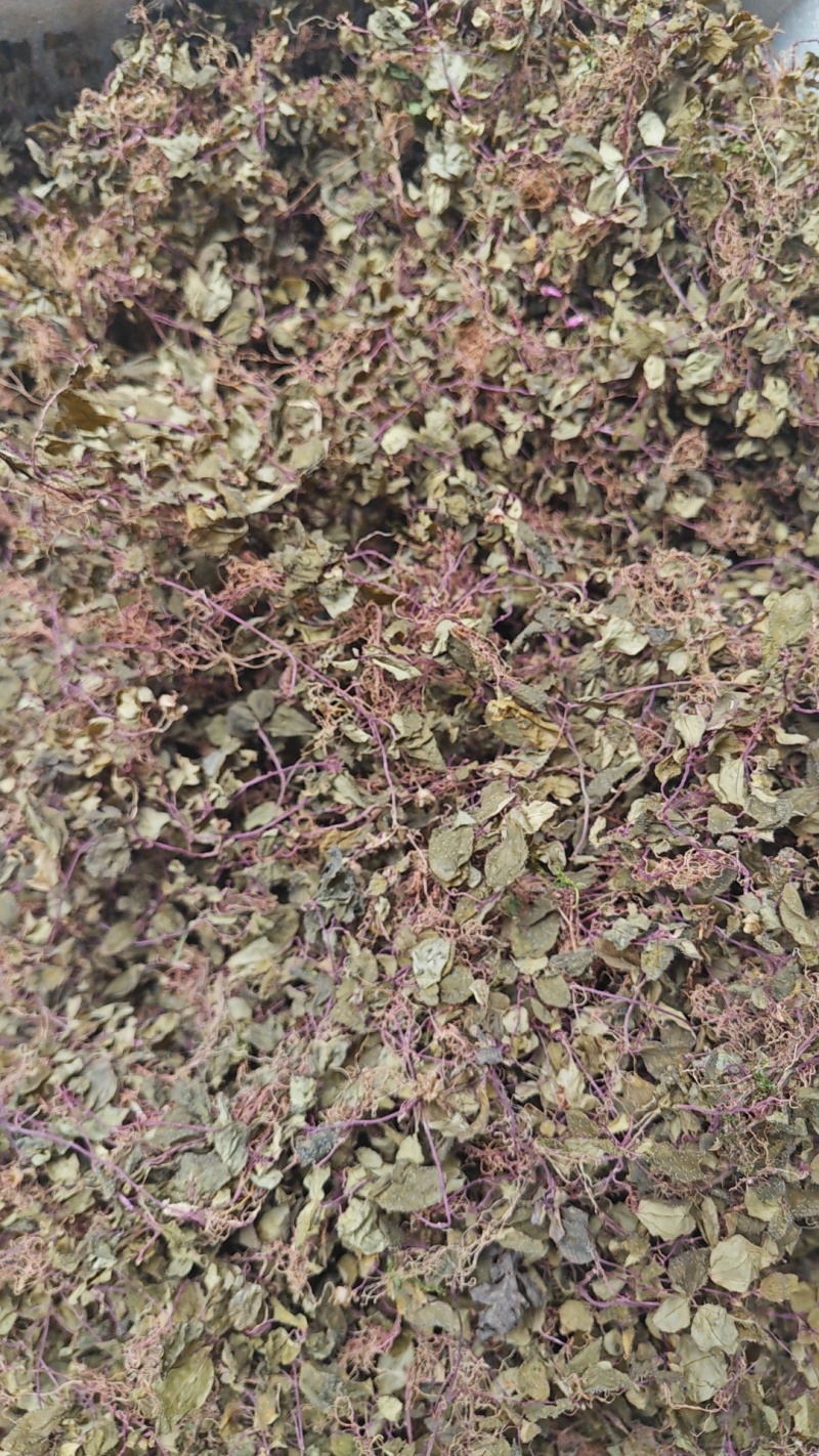 正宗纯野生风柜斗草风鼓草干品，产地直发，批发零售！