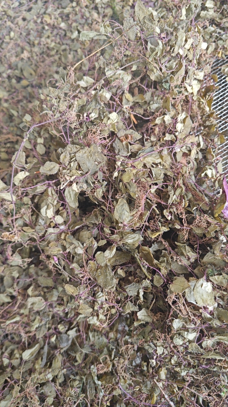 正宗纯野生风柜斗草风鼓草干品，产地直发，批发零售！
