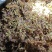 正宗纯野生风柜斗草风鼓草干品，产地直发，批发零售！