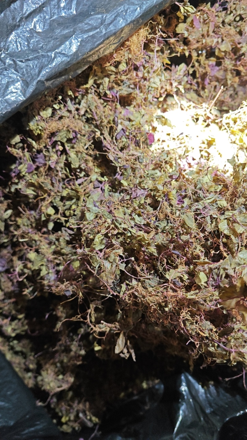 正宗纯野生风柜斗草风鼓草干品，产地直发，批发零售！