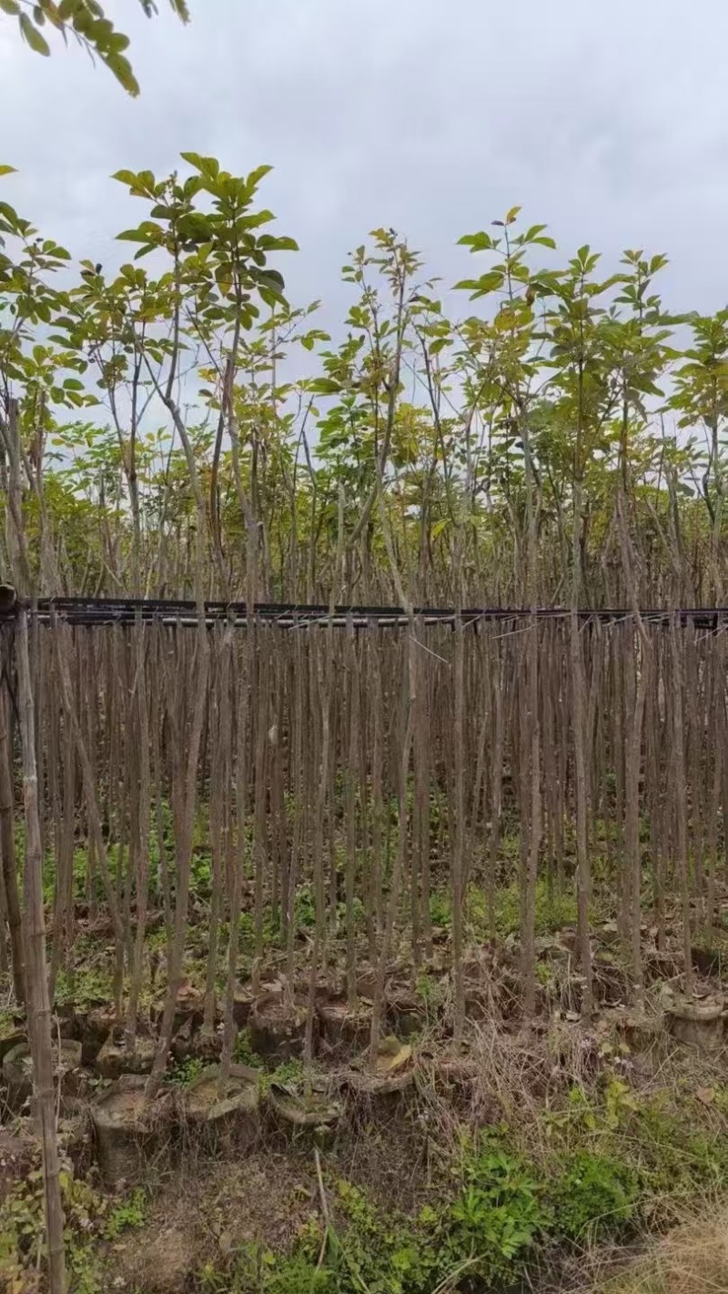 黄花风玲木2分～20分规格齐全价格实惠电话联系