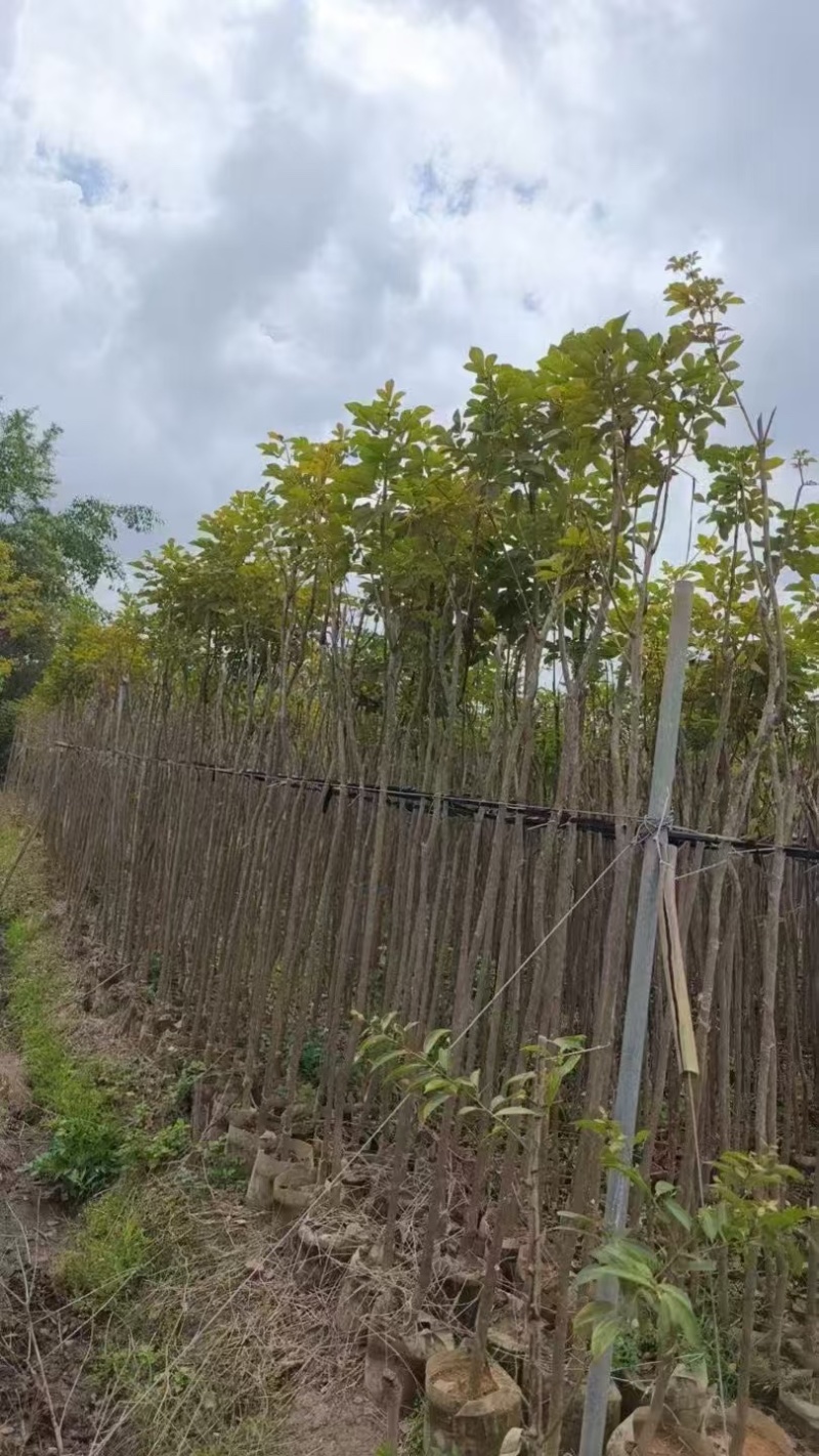 黄花风玲木2分～20分规格齐全价格实惠电话联系