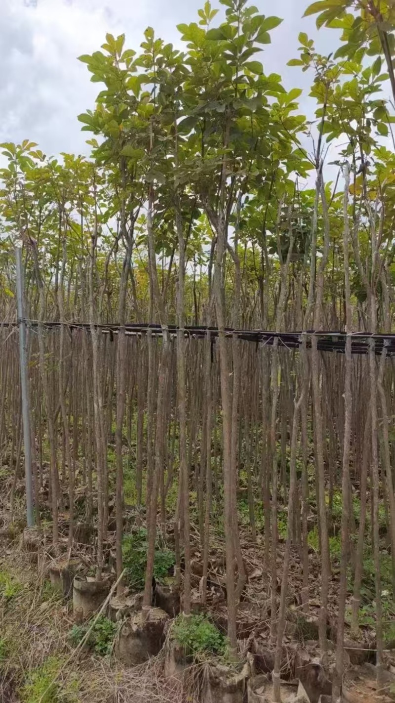 黄花风玲木2分～20分规格齐全价格实惠电话联系