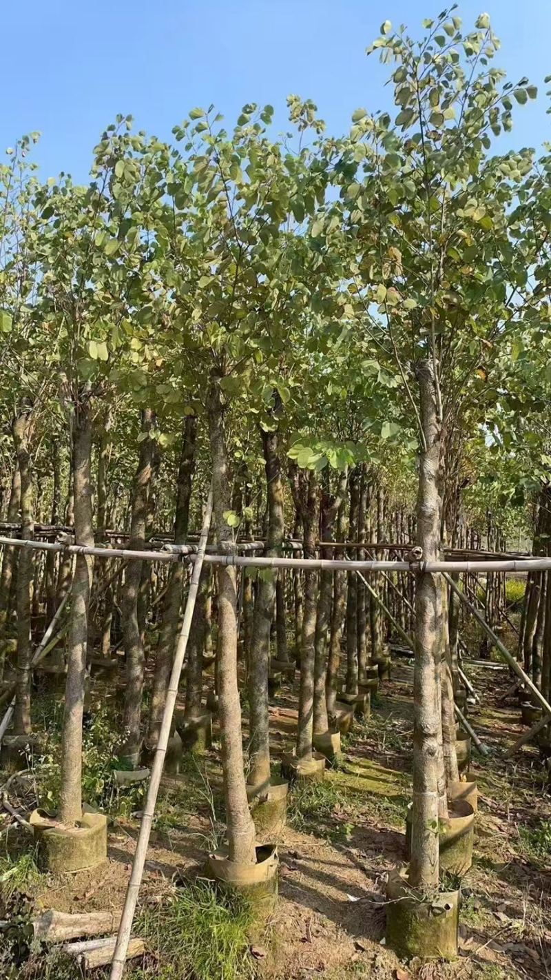 宫粉紫荆5分～20分规格齐全电话联系