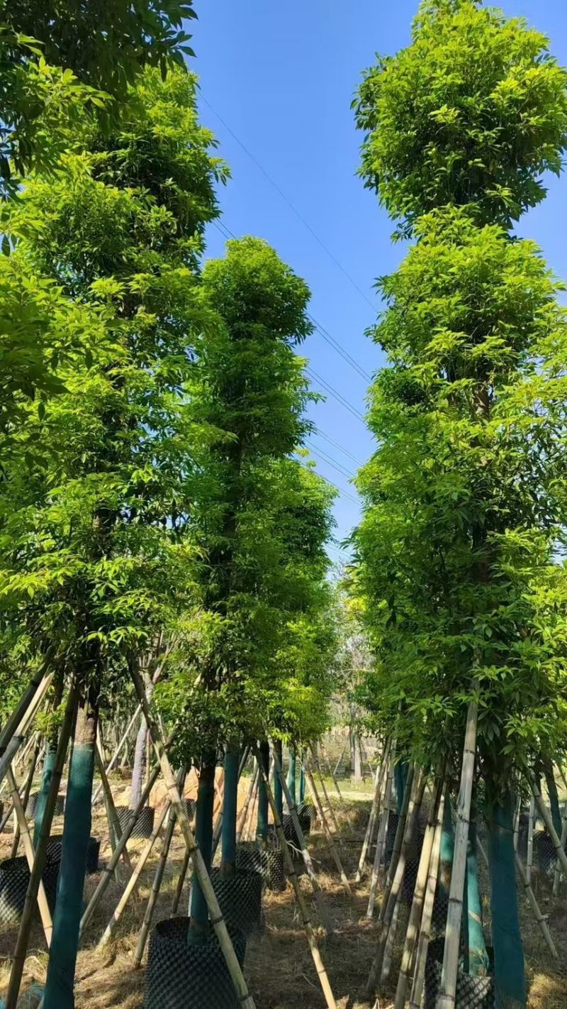 金丝楠木10分～50分规格齐全电话联系