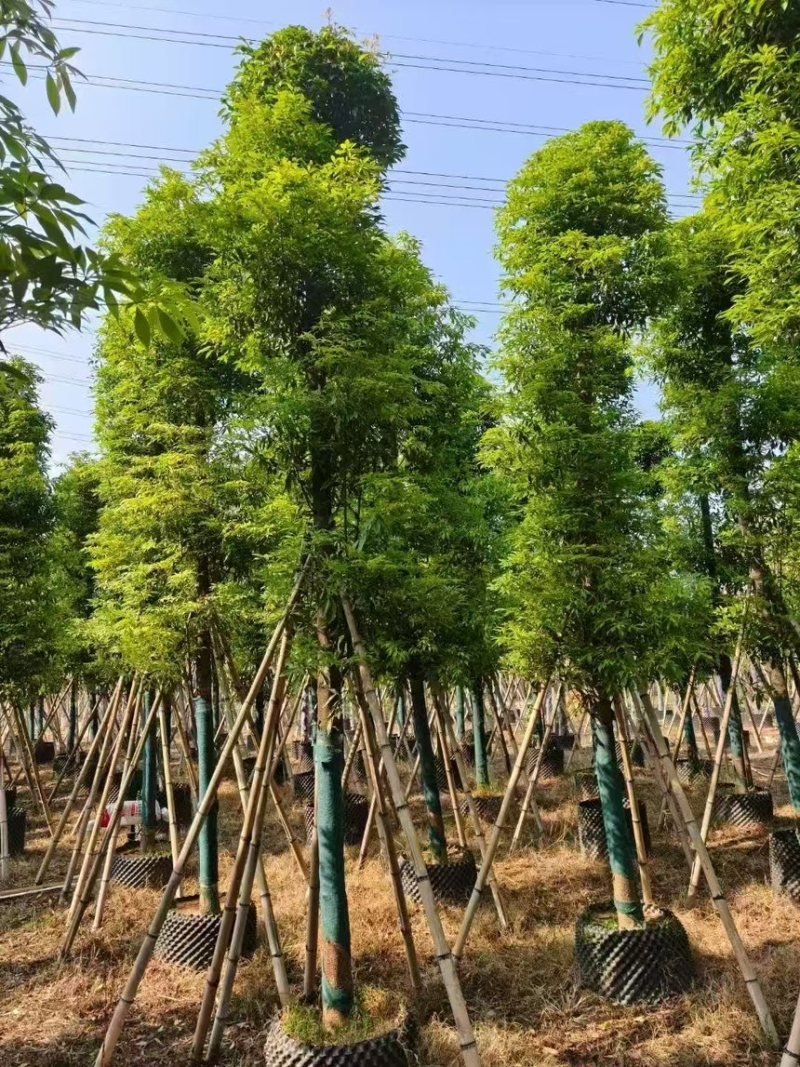 金丝楠木10分～50分规格齐全电话联系
