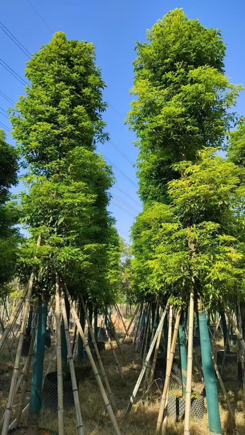金丝楠木10分～50分规格齐全电话联系