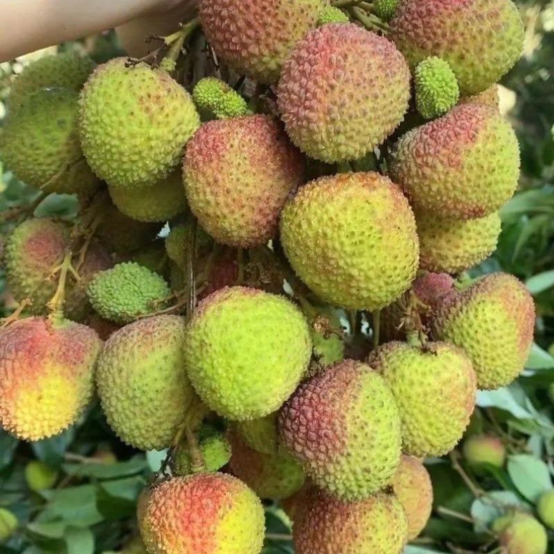 空运速发桂花香荔枝新鲜包邮海南当季水果现摘现发妃子笑荔枝