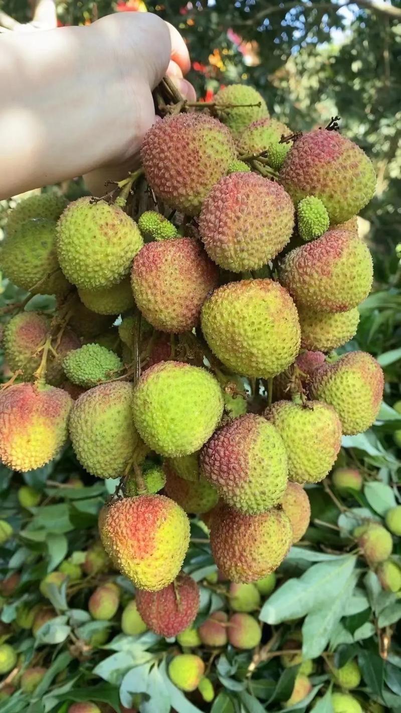 空运速发桂花香荔枝新鲜包邮海南当季水果现摘现发妃子笑荔枝