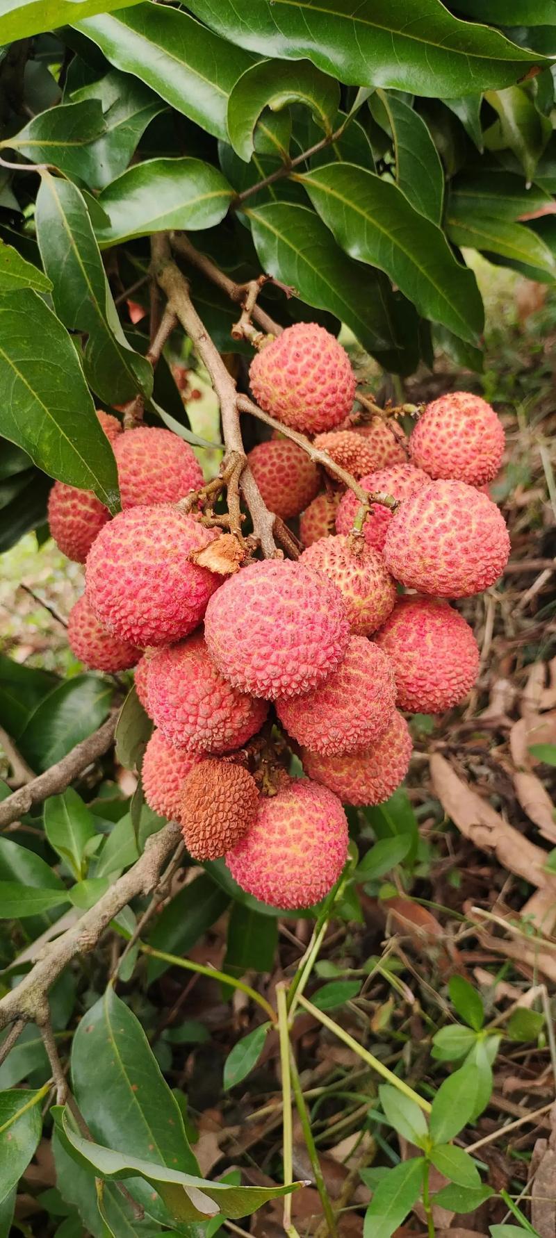空运速发桂花香荔枝新鲜包邮海南当季水果现摘现发妃子笑荔枝