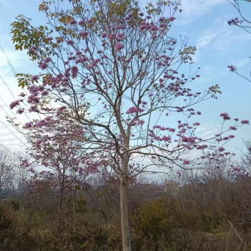 紫花风铃木2分～20分规格齐全量大电话联系