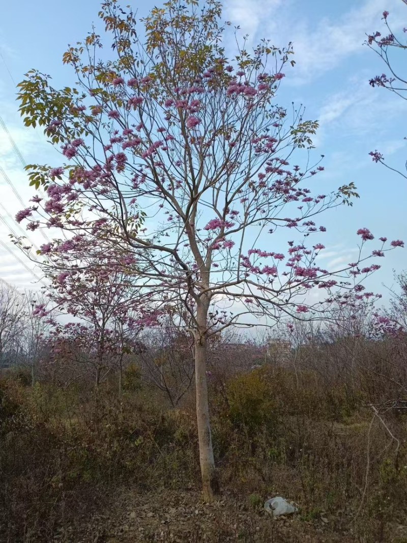 紫花风铃木2分～20分规格齐全量大电话联系