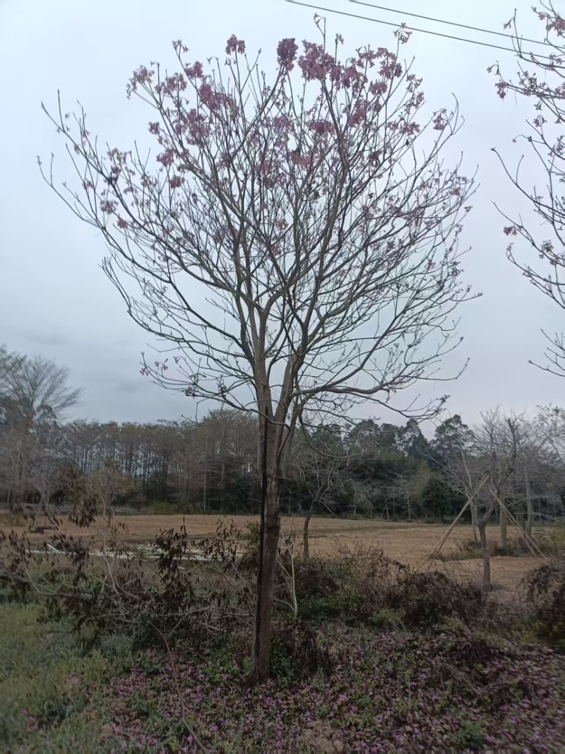 紫花风铃木2分～20分规格齐全量大电话联系