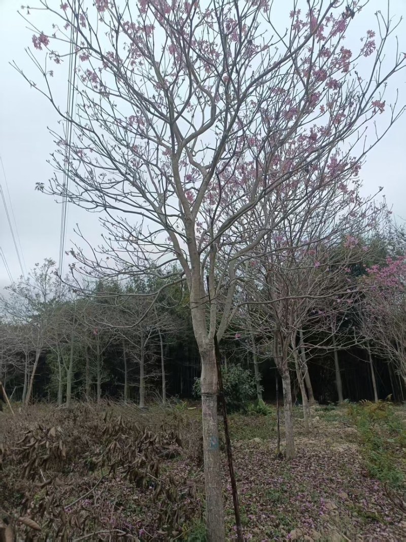 紫花风铃木2分～20分规格齐全量大电话联系