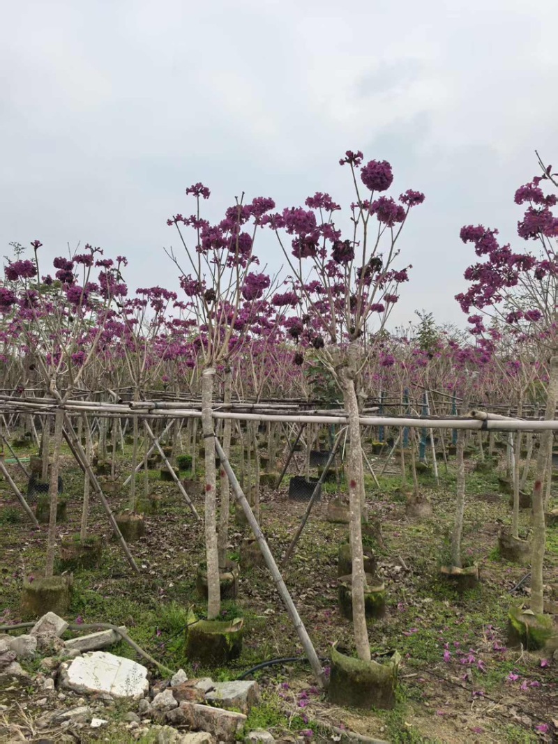 紫花风铃木2分～20分规格齐全量大电话联系